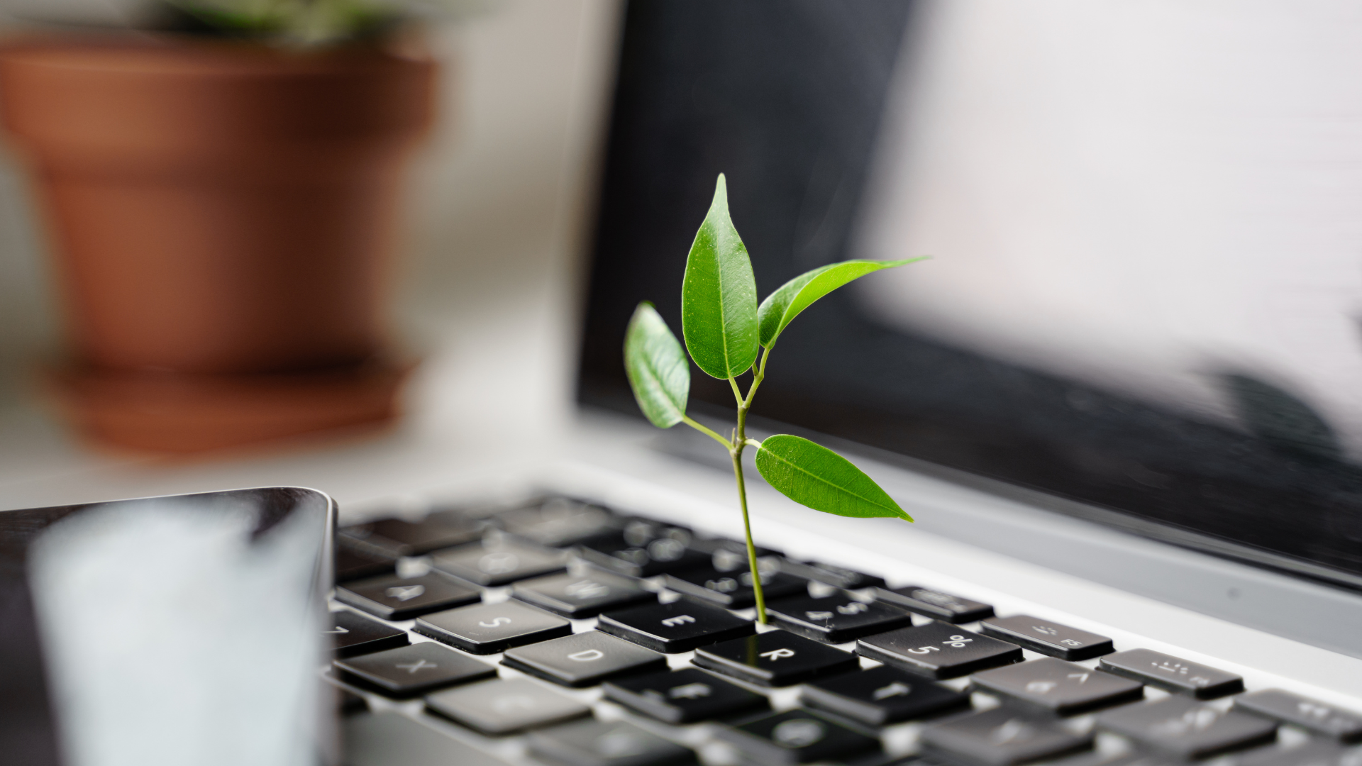 The image shows an opened laptop out of which a plant is growing.